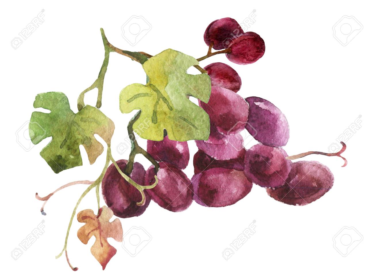 手描き 水彩画 ぶどう